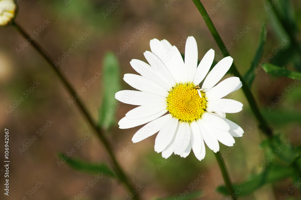 Obraz premium Schöne Kamille