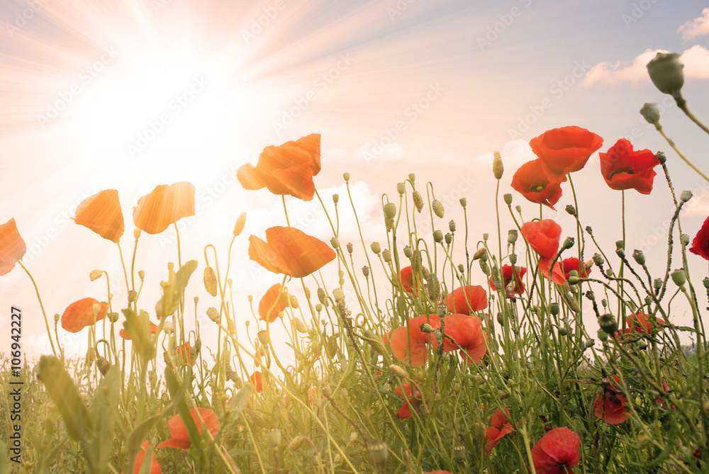 Fototapeta premium Feld mit roten Mohnblumen im Sommer