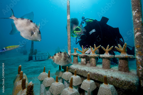 CRF transplants corals. photo