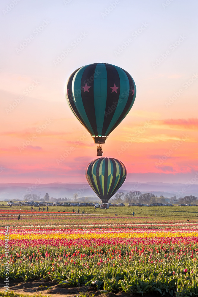 Fototapeta premium Hot Air Balloons at Tulip Field