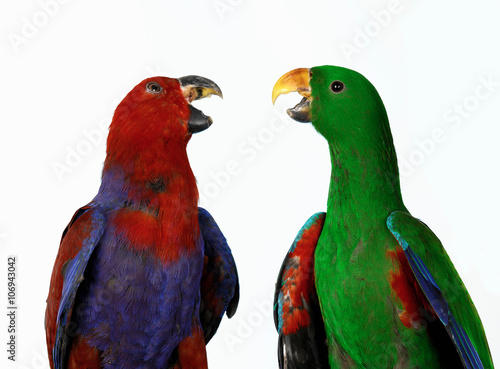 Eclectus Parrots photo