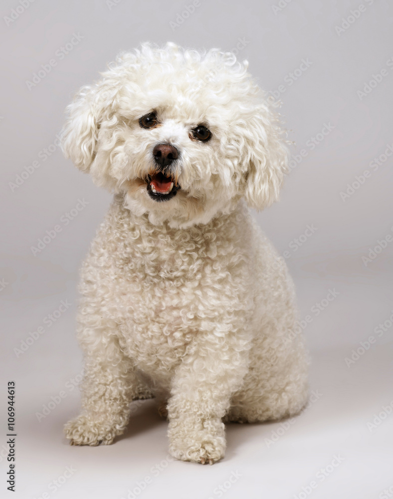 Bichon Frise Bichon Frise