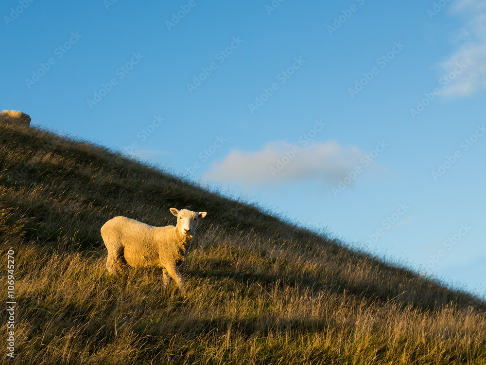 Obraz premium sheep on mountain slope