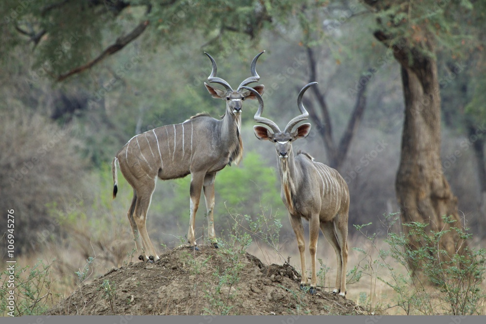 Kudu - Tragelaphus strepsiceros - two mature bulls standing on termite mound Kudu - Tragelaphus strepsiceros - two mature bulls standing on termite mound
