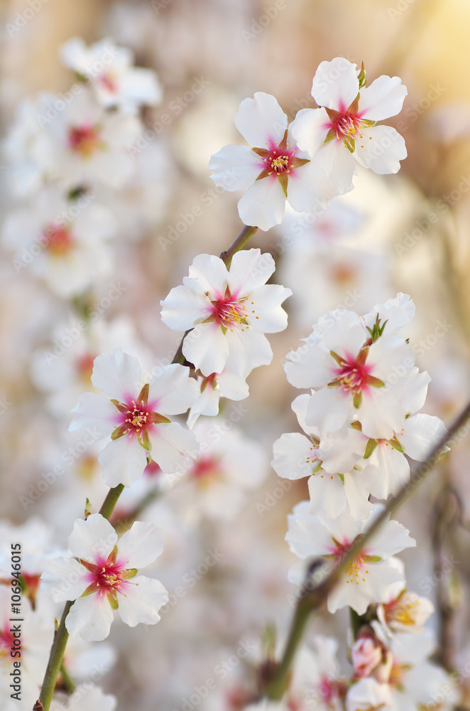 Spring flower on tree. Spring flower on tree.