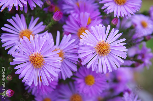 Macro of violet flower. © GIS