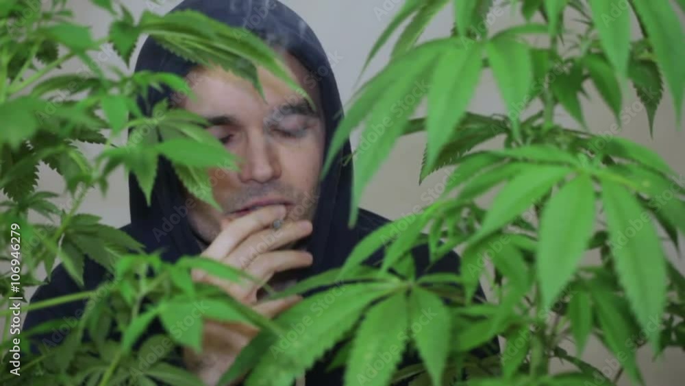 Satisfied man smoking marijuana joint and touching Cannabis plants. Satisfied man smoking marijuana joint and touching Cannabis plants.
