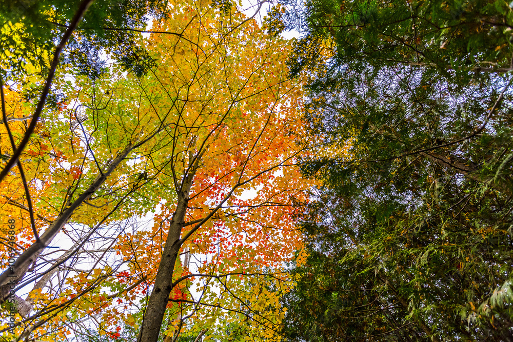 abstract view of colorful fall foliage abstract view of colorful fall foliage