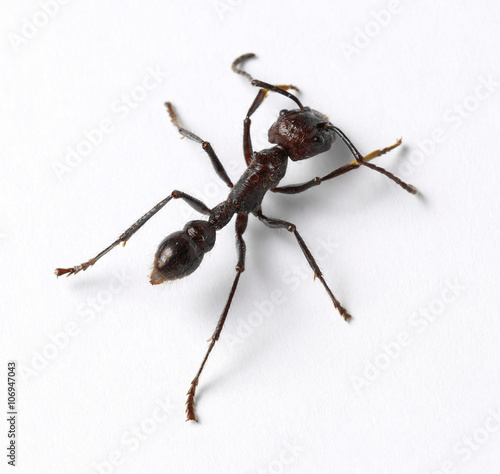 Wallpaper Mural Large ant Torontodigital.ca