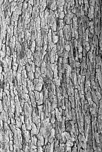 Texture Legno (Ulivo)