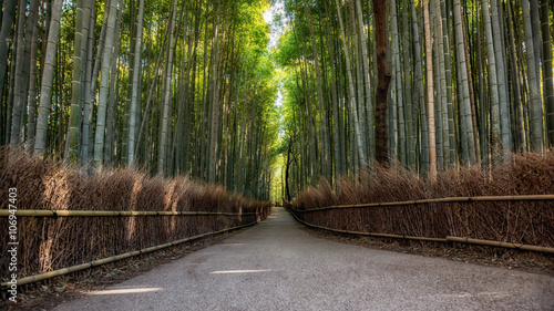 Ścieżka do bambusowego lasu, Arashiyama, Kioto, Japonia