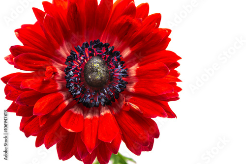 Flower, anemone, close-up, macro.