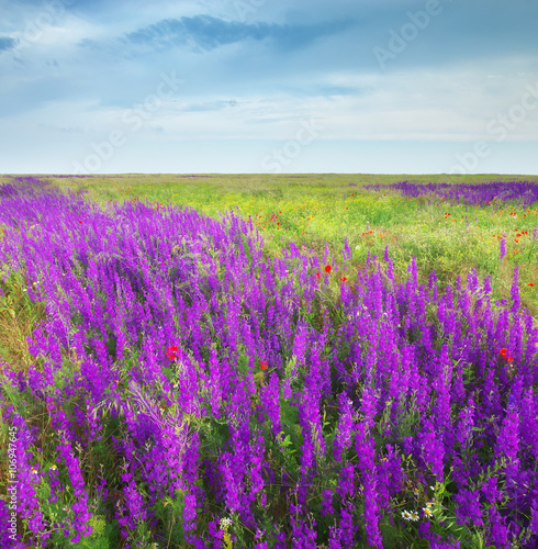Spring meadow of violet flowers