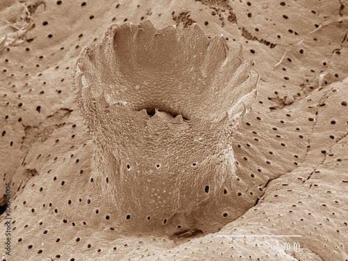 Coloured SEM of liverwort gemma photo