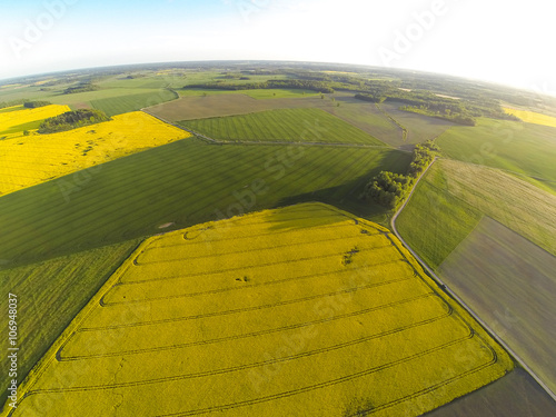 Areal view of blooming raps field photo