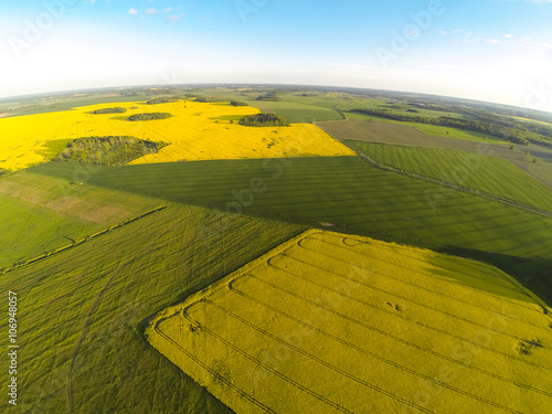 Areal view of blooming raps field photo