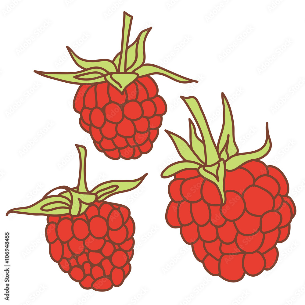 ripe raspberry isolated on white background. Sketch, hand-drawn. ripe raspberry isolated on white background. Sketch, hand-drawn.