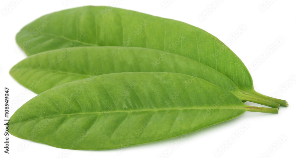 Obraz premium Clove leaves