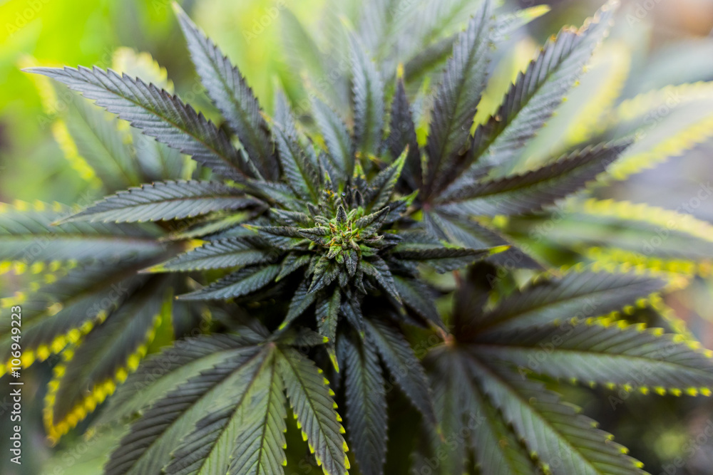 closeup on fresh green marijuana plants closeup on fresh green marijuana plants