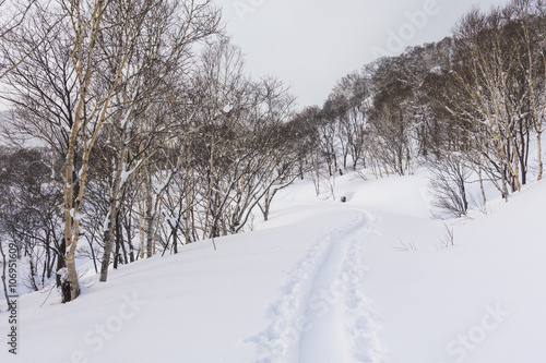 Snowshoe Tracks in Niseko, Hokkaido, Japan