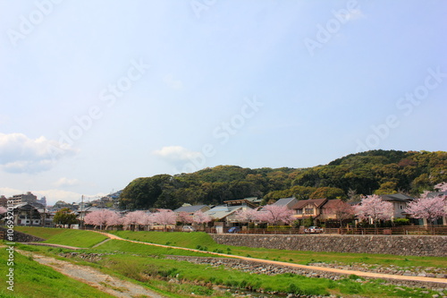 街並みと桜並木