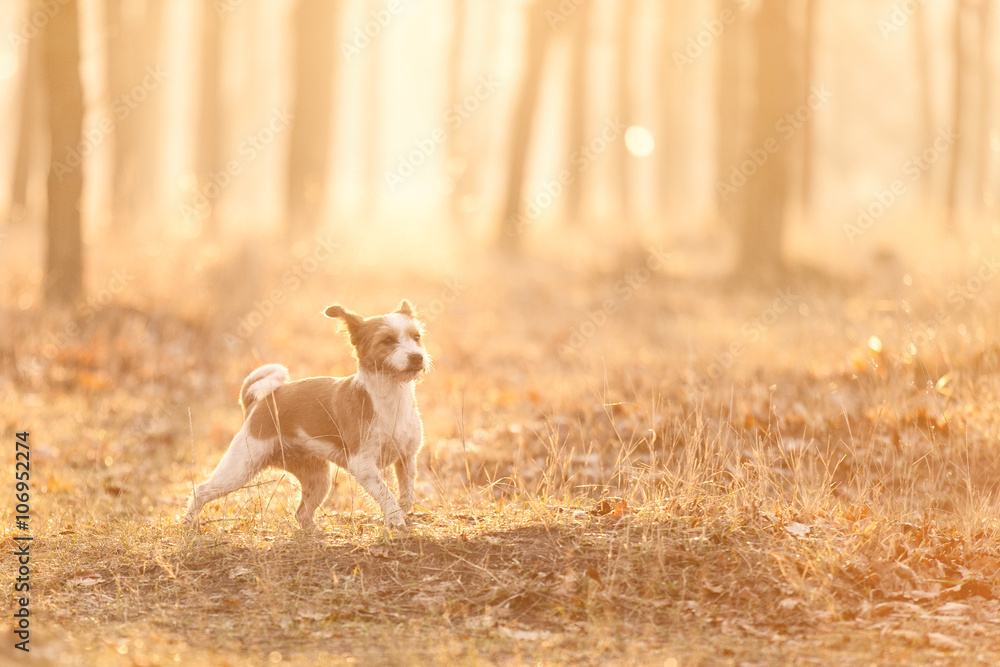 Fototapeta premium photo of the dog