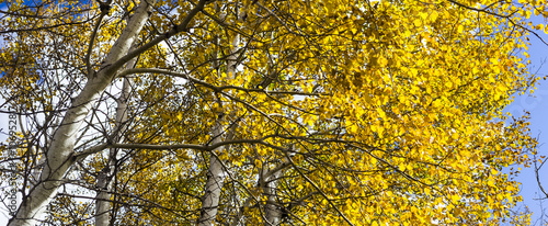 Golden Leaves on a Birch, or Aspen Tree with White Bark