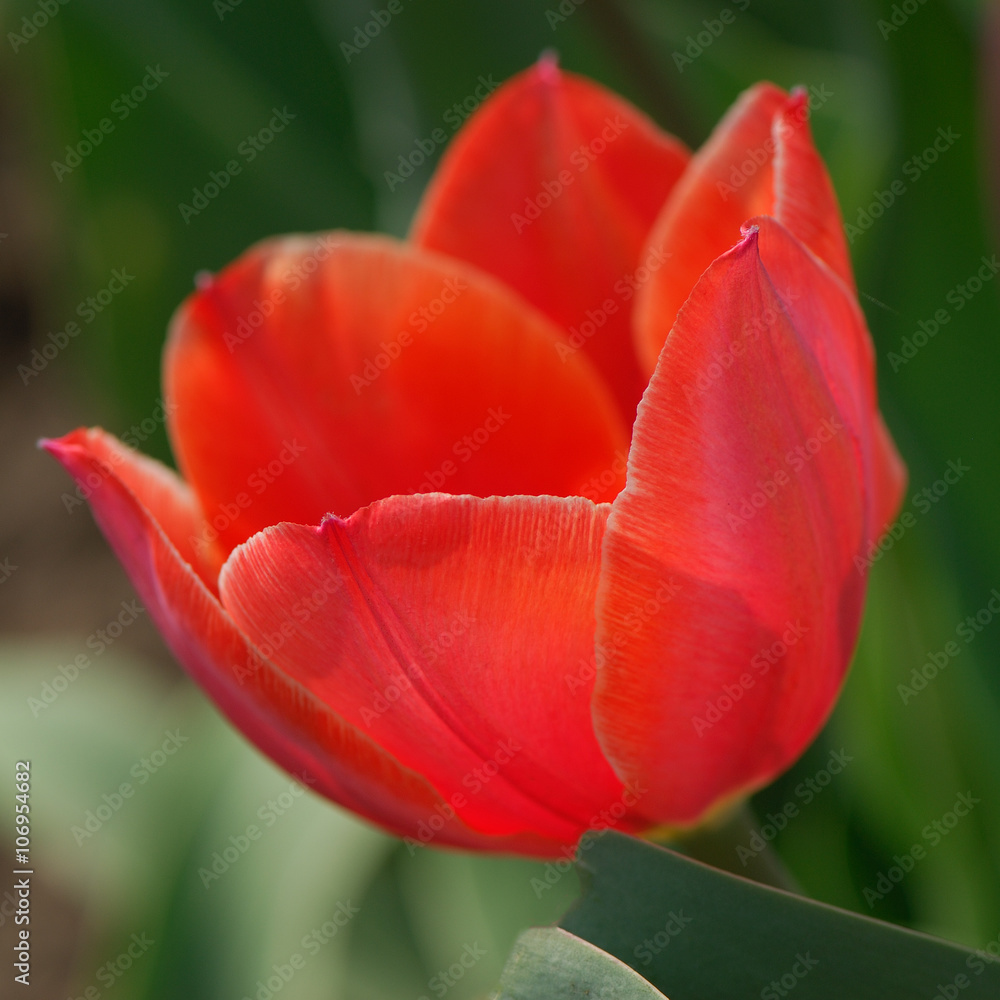 tulip flower