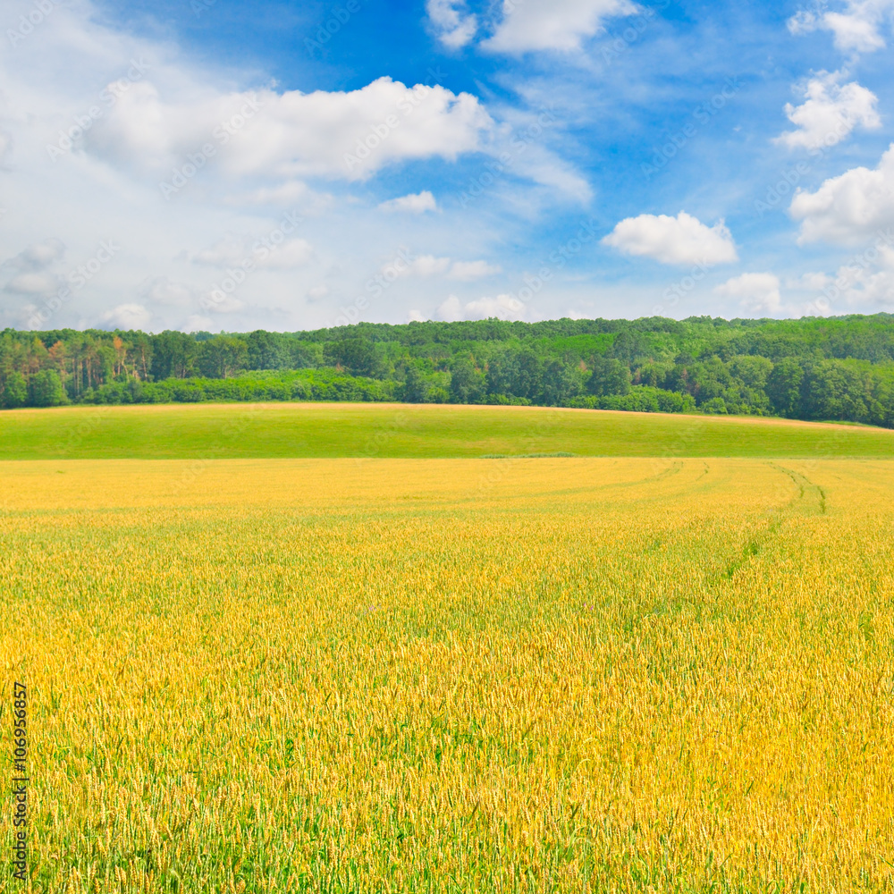 field and blue sky with light clouds field and blue sky with light clouds