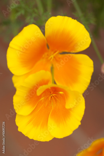 Eschscholzia californica, yellow and orange poppy wild flowers.