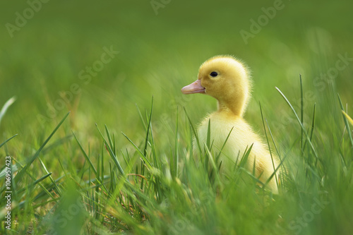 Little duck in the grass