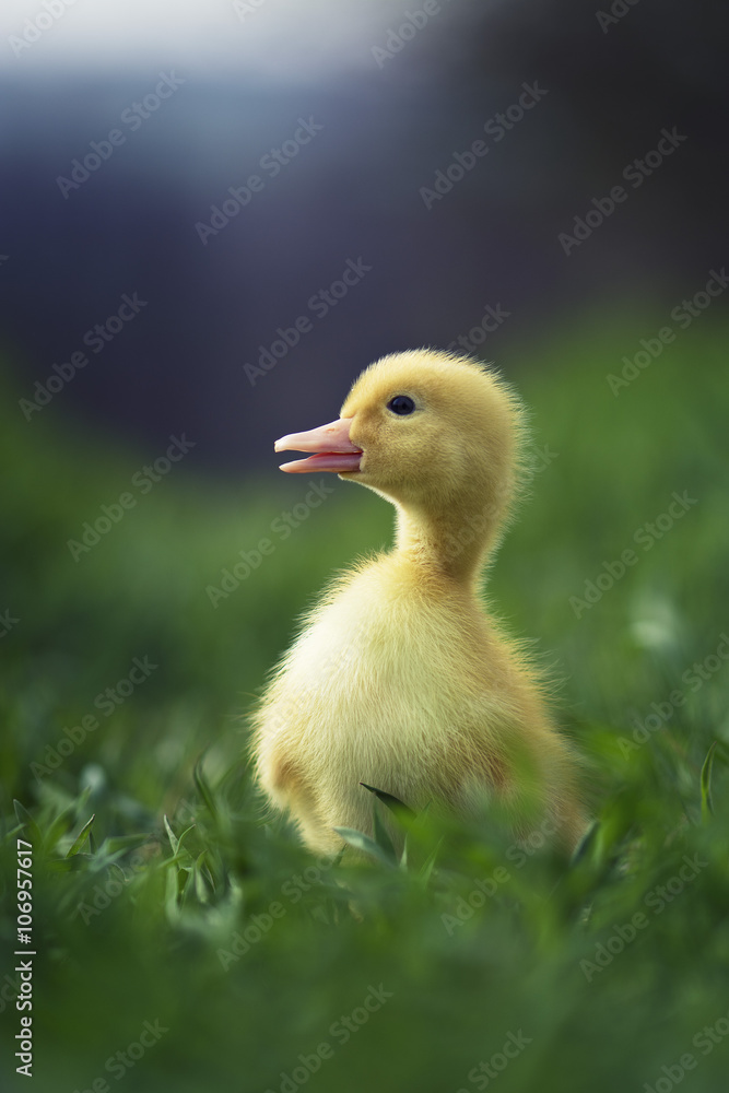 Little duck in the grass