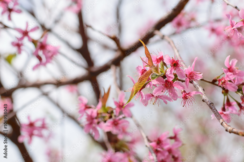 wild himalayan cherry is blooming wild himalayan cherry is blooming