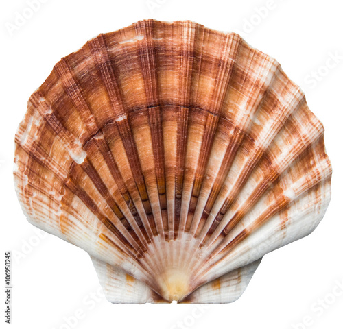 Isolated Brown Scallops Shell