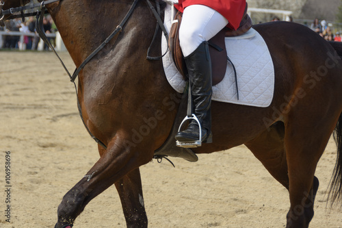 Body of a thoroughbred racehorse with veins