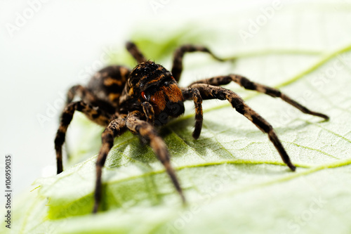 Black spider sitting on green leaf