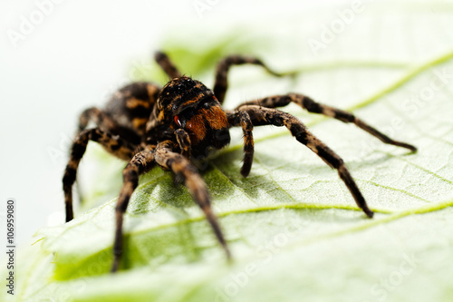 Black spider sitting on green leaf