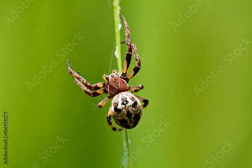 Spider on green background