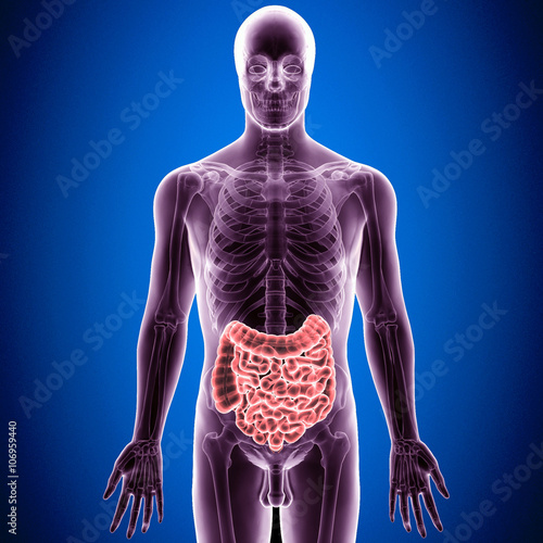 3D illustration Human anatomy learge