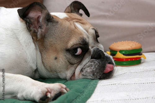 Fototapeta Naklejka Na Ścianę i Meble -  English Bulldog play with a sandwich toy