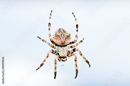 European garden spider