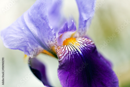 Fototapeta Naklejka Na Ścianę i Meble -  Violet iris
