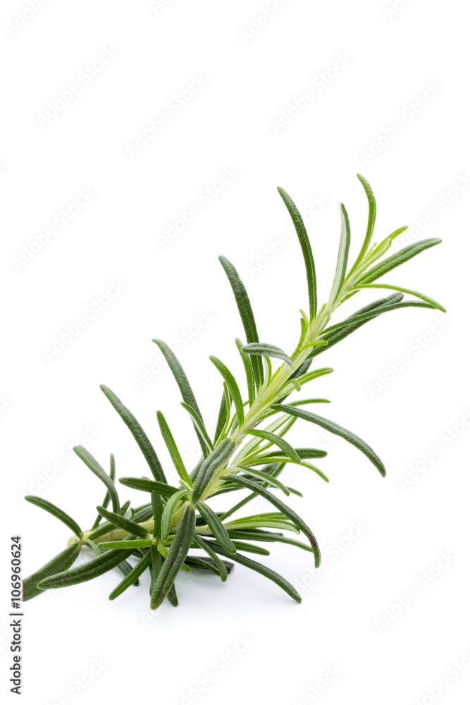 Rosemary twig on the isolated white background. Rosemary twig on the isolated white background.