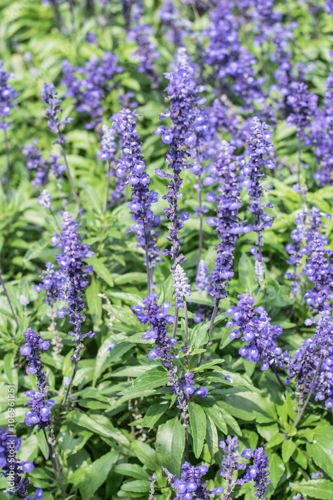 Obraz premium Blue Salvia (salvia farinacea) flowers