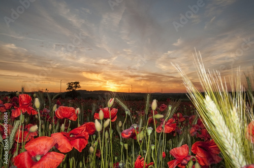 Field of poppies at sunset photo