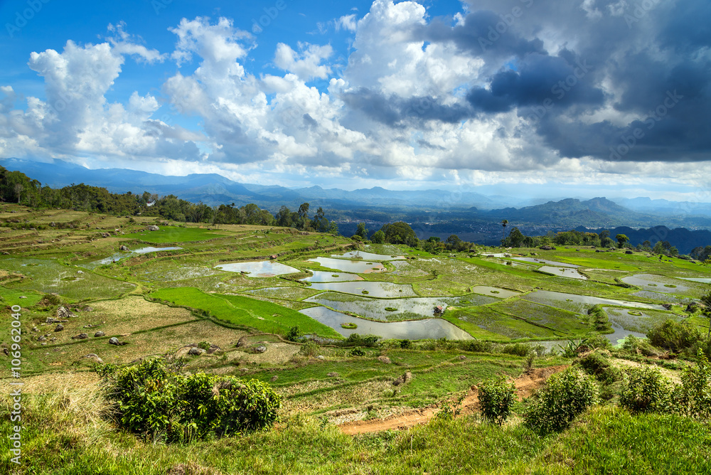 Green rice field  in Tana Toraja