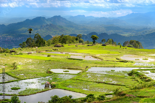 Green rice field  in Tana Toraja photo