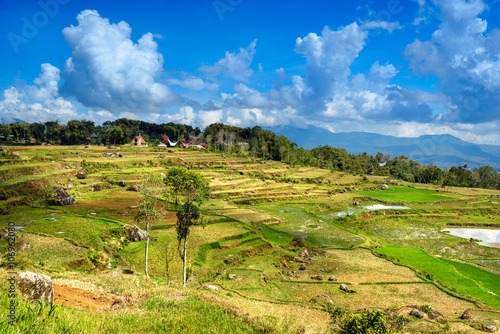 Green rice field  in Tana Toraja photo