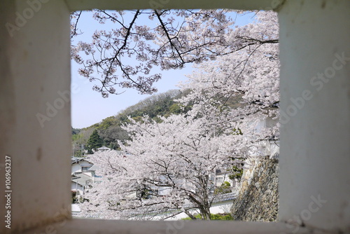 狭間越しの桜 © miyakowasure