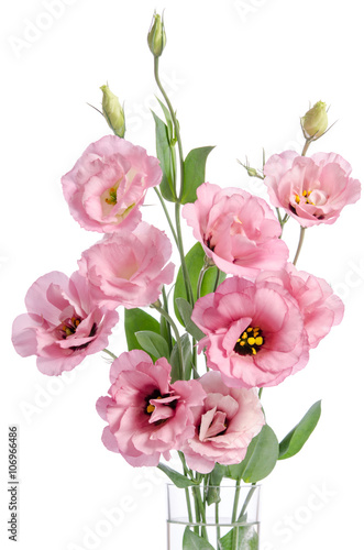 bunch of pink eustoma flowers in glass vase isolated on white © Soyka